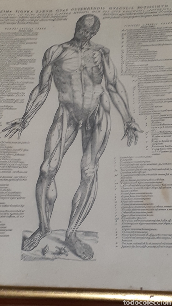 lote de 2 laminas anatomia humana biblioteca na Comprar Litografías