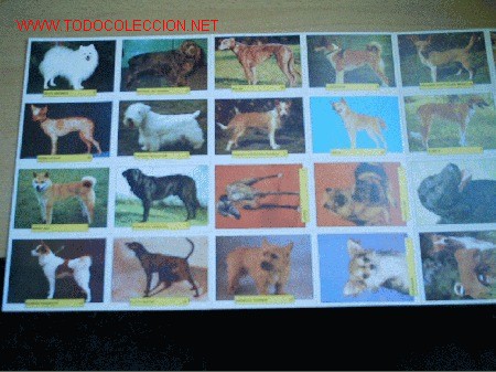 Coleccionismo &aacute;lbum: PERROS DE COMPA&Ntilde;IA  (SERVILIBRO) COMPLETO - Foto 2