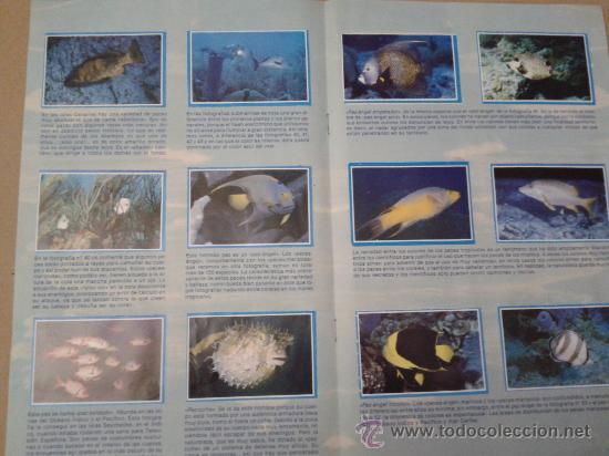 Coleccionismo &aacute;lbum: MIS AMIGOS LOS PECES COMPLETO Y MUY NUEVO - Foto 2