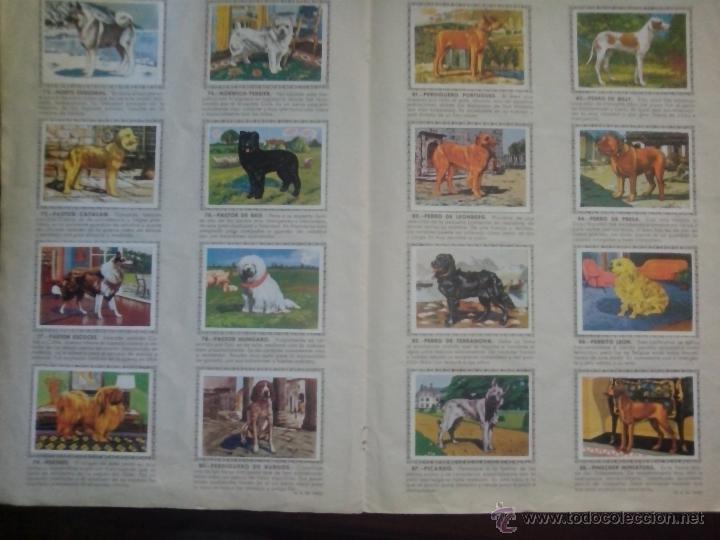 Coleccionismo &aacute;lbum: PERROS DE RAZA. COMPLETO - Foto 2