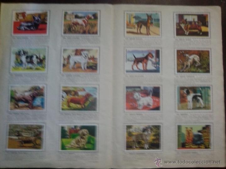 Coleccionismo &aacute;lbum: PERROS DE RAZA. COMPLETO - Foto 3