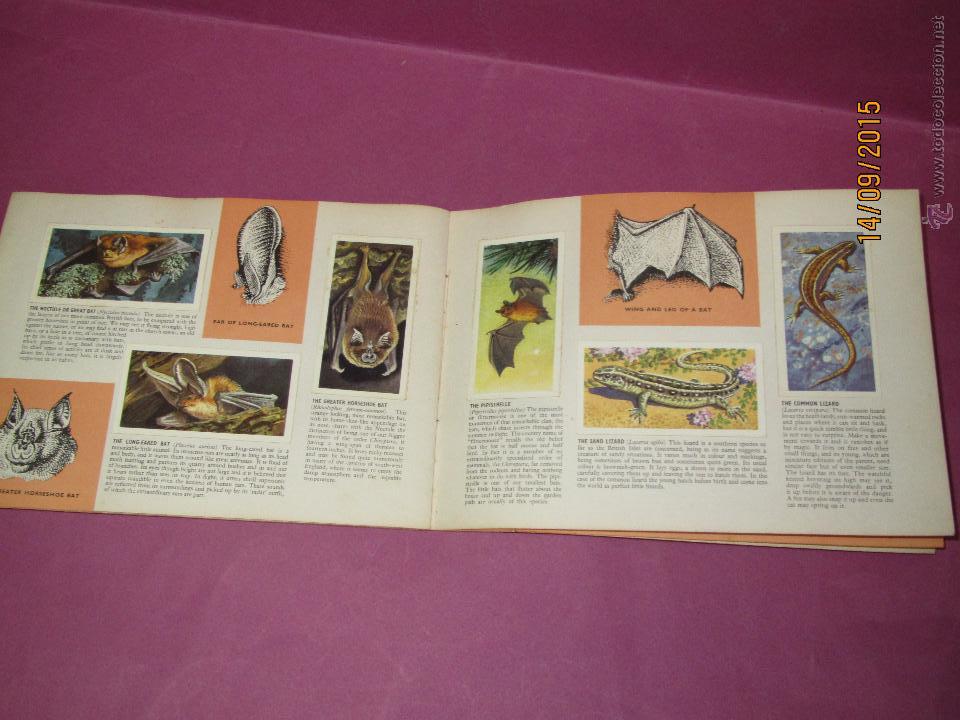 Coleccionismo Álbum: Antiguo Album VIDA SALVAJE BRITANICA Obsequio del TE BROOKE BOND Completo en Ingles - Año 1950s. - Foto 2 - 51235627