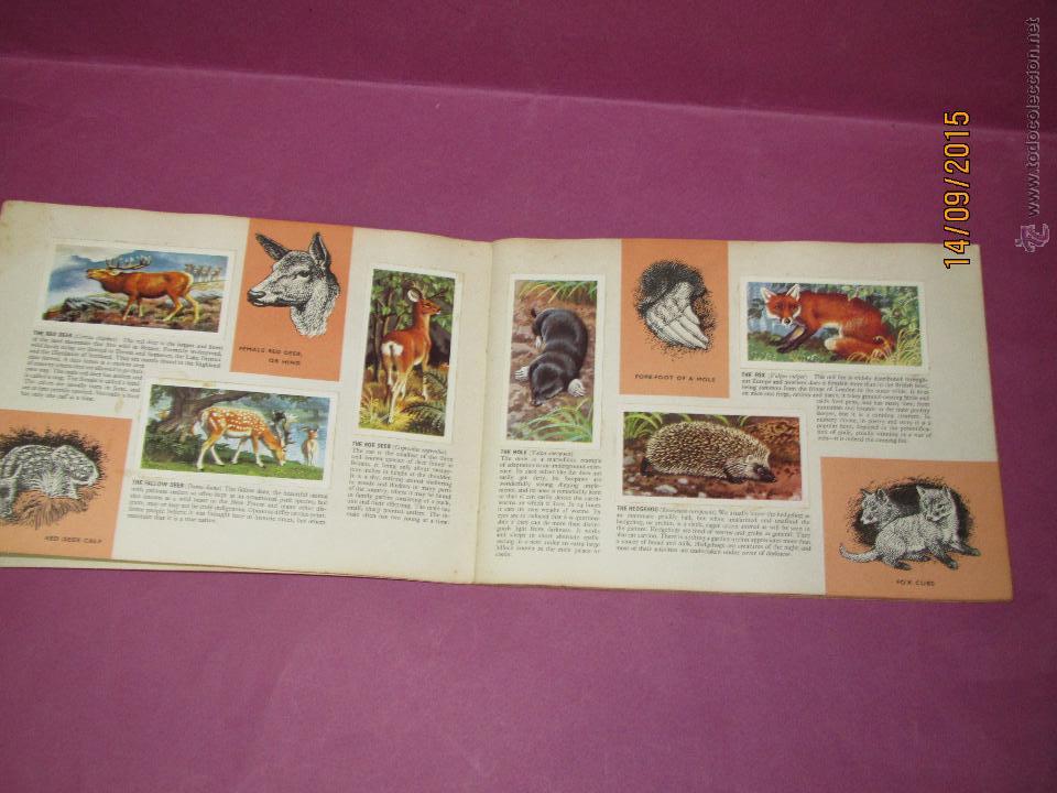 Coleccionismo Álbum: Antiguo Album VIDA SALVAJE BRITANICA Obsequio del TE BROOKE BOND Completo en Ingles - Año 1950s. - Foto 6 - 51235627