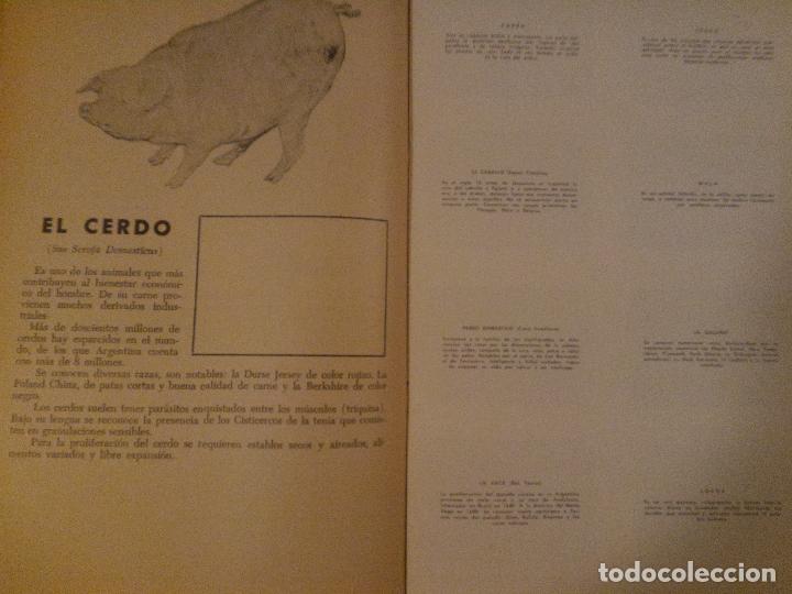 Coleccionismo Álbum: ALBUM DE ORO DEL REINO ANIMAL - EDICIONES RITMOS DEL ANDE - Argentina - RARO - Foto 3 - 86519116