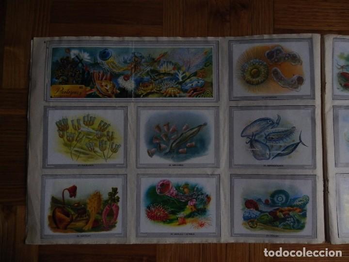 Coleccionismo &aacute;lbum: &Aacute;lbum vida y color - Foto 7
