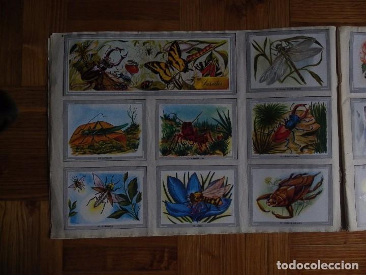 Coleccionismo &aacute;lbum: &Aacute;lbum vida y color - Foto 10