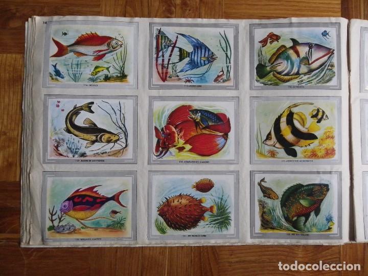 Coleccionismo &aacute;lbum: &Aacute;lbum vida y color - Foto 16