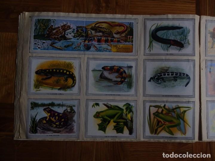 Coleccionismo &aacute;lbum: &Aacute;lbum vida y color - Foto 18