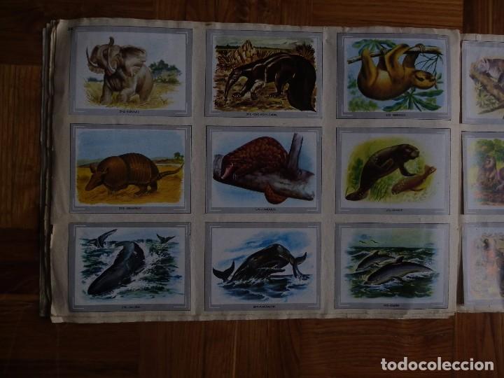 Coleccionismo &aacute;lbum: &Aacute;lbum vida y color - Foto 36