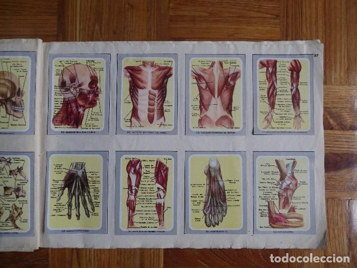 Coleccionismo &aacute;lbum: &Aacute;lbum vida y color - Foto 39