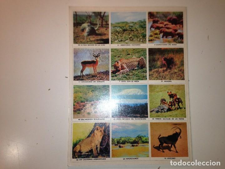 Coleccionismo &aacute;lbum: Animales de &Aacute;frica Libro de oro de estampas - Foto 3