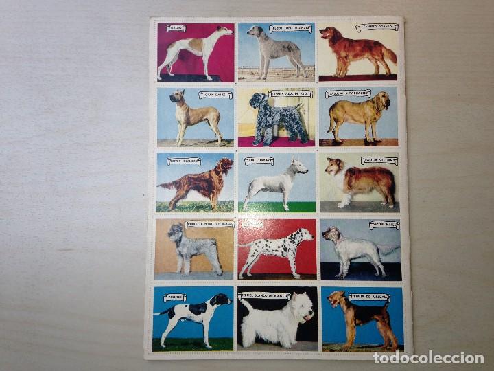 Coleccionismo &aacute;lbum: El perro, amigo del hombre - Foto 5