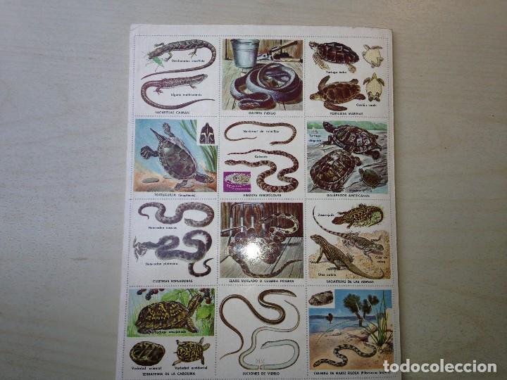 Coleccionismo &aacute;lbum: Serpientes, tortugas y saurios - Foto 5