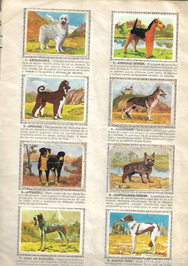 Coleccionismo &aacute;lbum: PERROS DE RAZA - COMPLETO - Foto 2