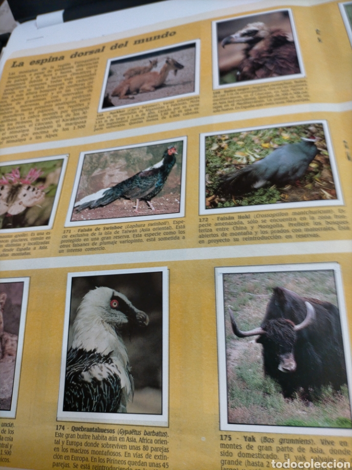 WWF: Threatened Animals: Vintage Panini Pegatinas Álbum: 100% Completo