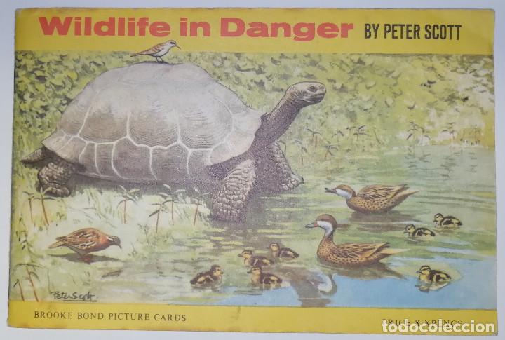 Collezionismo &Aacute;lbum: BROOK BOND PICTURE CARDS. WILDLIFE IN DANGER BY PETER SCOTT.