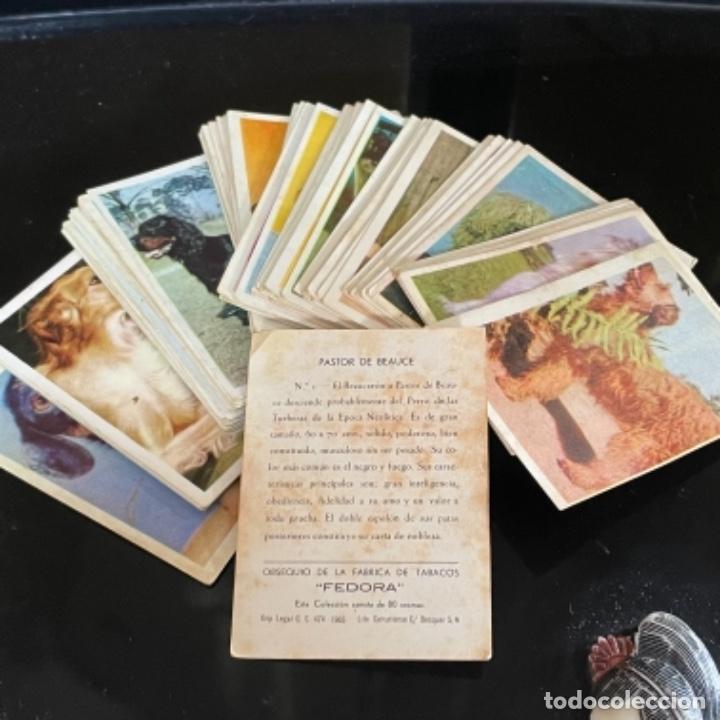 Colecionismo Caderneta: Colecci&oacute;n completa de cigarrillos Fedora 80 razas de perro 1965