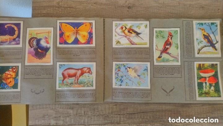 Coleccionismo &aacute;lbum: historia natural, completo - Foto 6