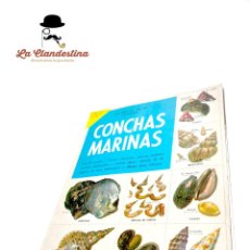Coleccionismo Álbum: UN LIBRO DE ORO DE ESTAMPAS. NOVARO MÉXICO. CONCHAS MARINAS. COMPLETO. 1960. Nº32.. Lote 362913895