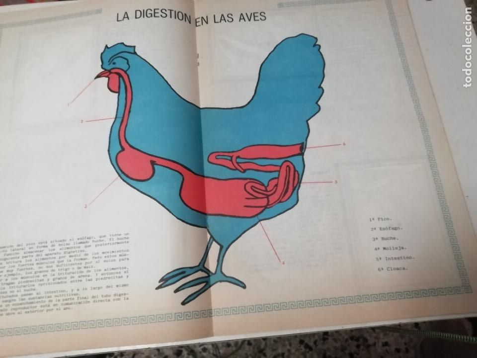 Coleccionismo &aacute;lbum: ALBUM LAS AVES - Foto 3