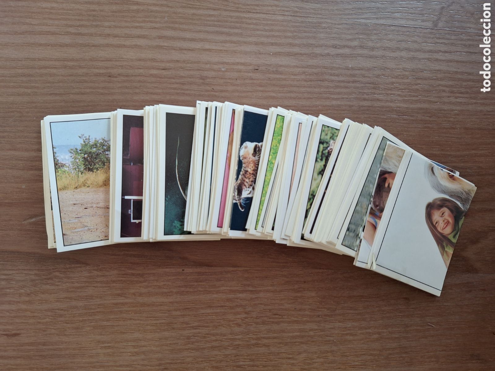 Colecionismo Caderneta: COLECCION COMPLETA 180 CROMOS ANIMALES DE PANINI . SIN ALBUM