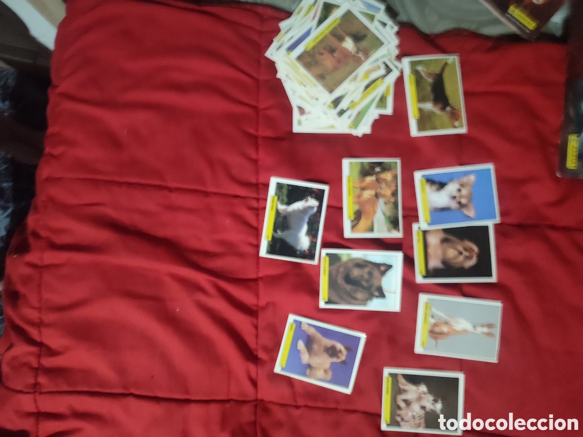 Colecionismo Caderneta: Perros del mundo 150 sin repetir a&ntilde;os 70 falta album