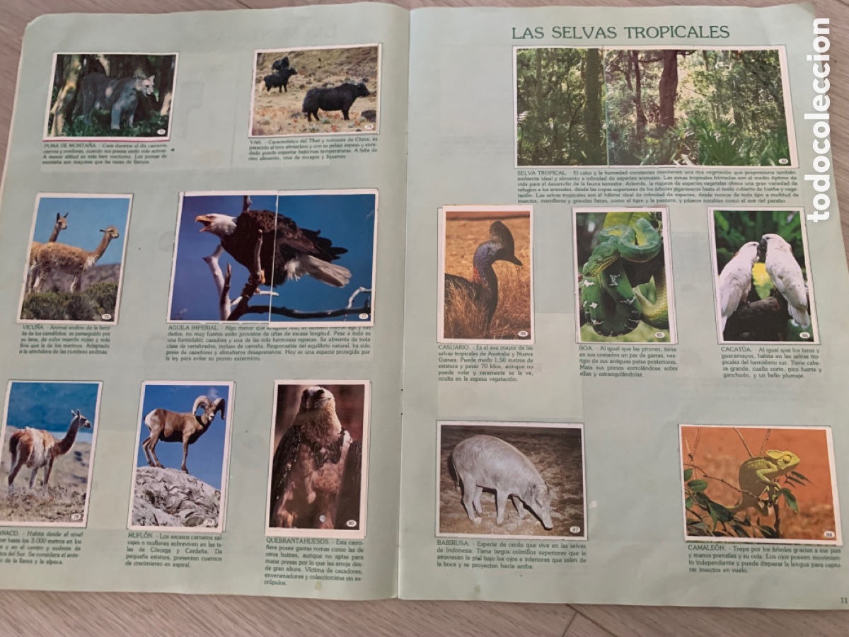 Coleccionismo &aacute;lbum: Al lado de los animales - Foto 3
