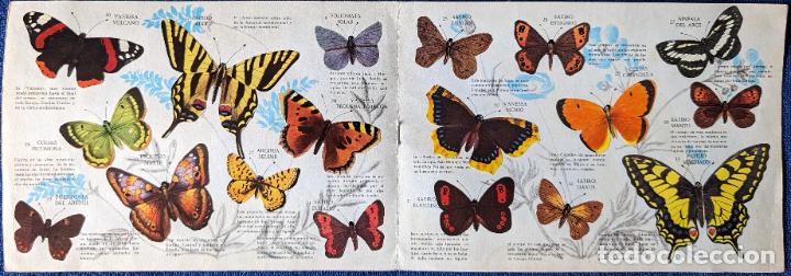 Coleccionismo &aacute;lbum: Mariposas - Panrico (1971) &iexcl;Completo! - Foto 3