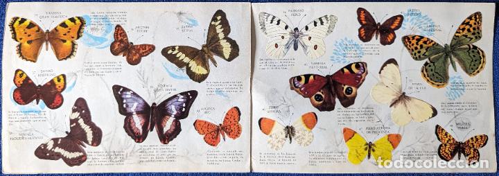 Coleccionismo &aacute;lbum: Mariposas - Panrico (1971) &iexcl;Completo! - Foto 4