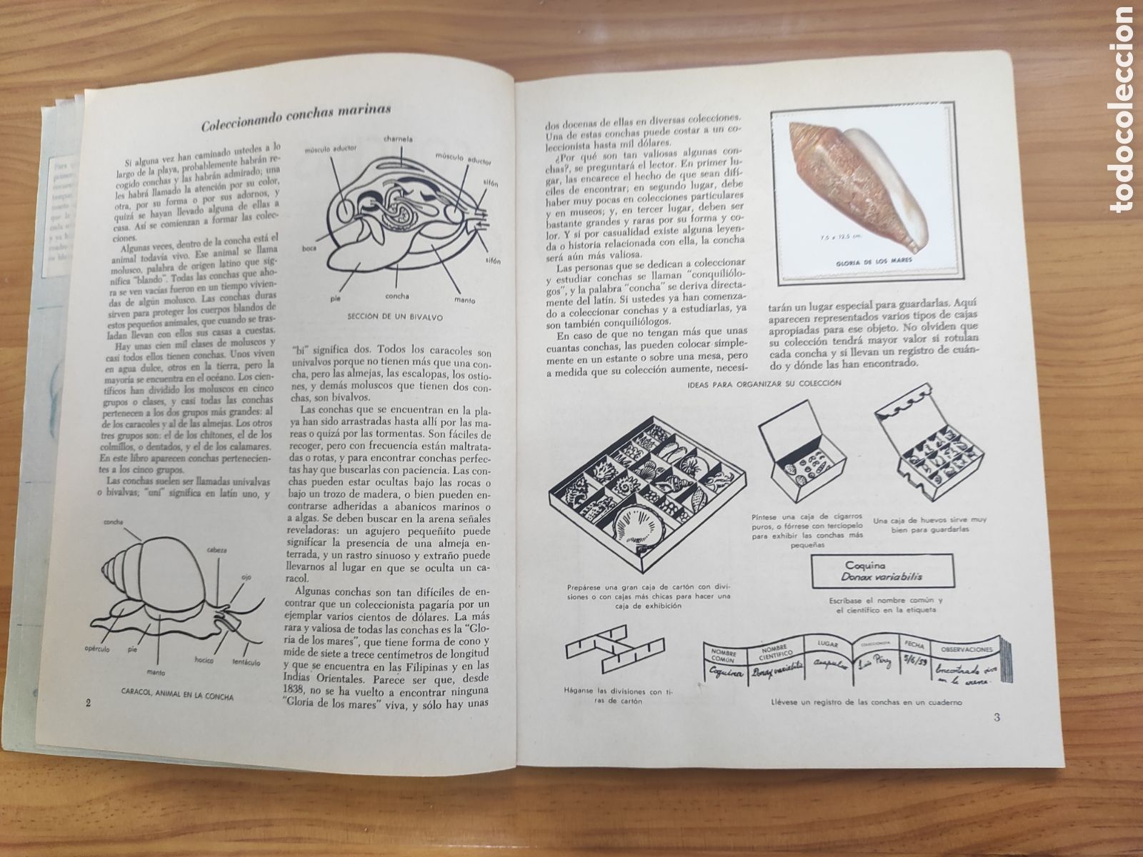 Coleccionismo &aacute;lbum: UN LIBRO DE ORO DE ESTAMPAS CONCHAS MARINAS - Foto 2