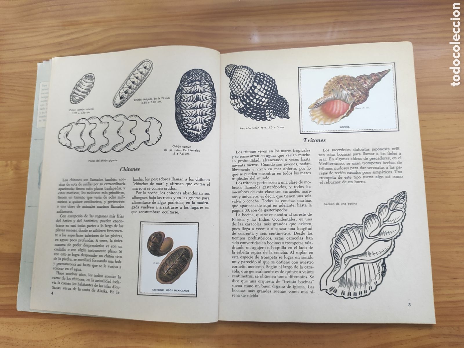 Coleccionismo &aacute;lbum: UN LIBRO DE ORO DE ESTAMPAS CONCHAS MARINAS - Foto 3