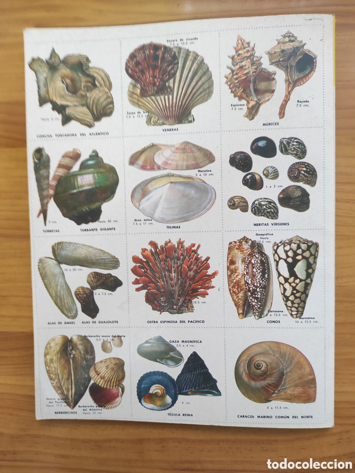 Coleccionismo &aacute;lbum: UN LIBRO DE ORO DE ESTAMPAS CONCHAS MARINAS - Foto 5