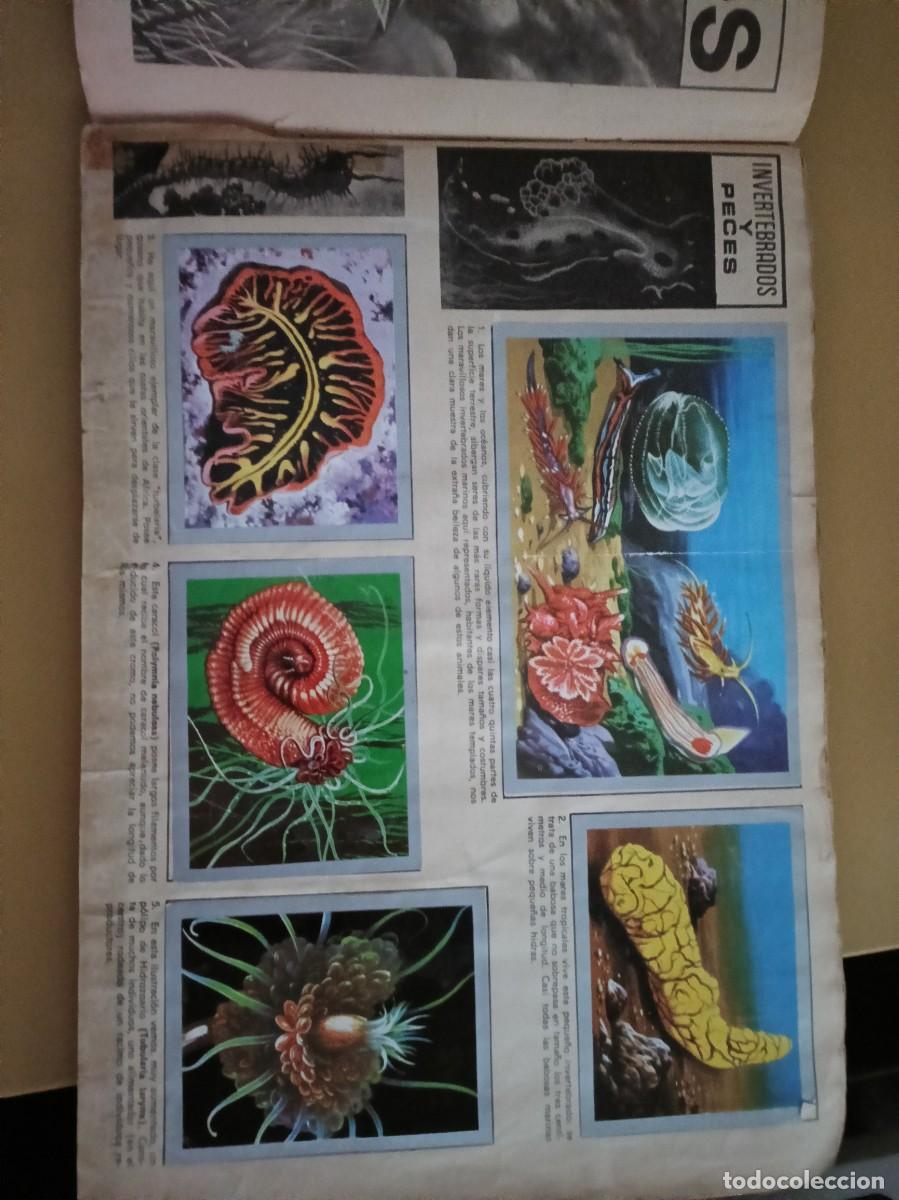 Coleccionismo &aacute;lbum: animales y minerales - Foto 2