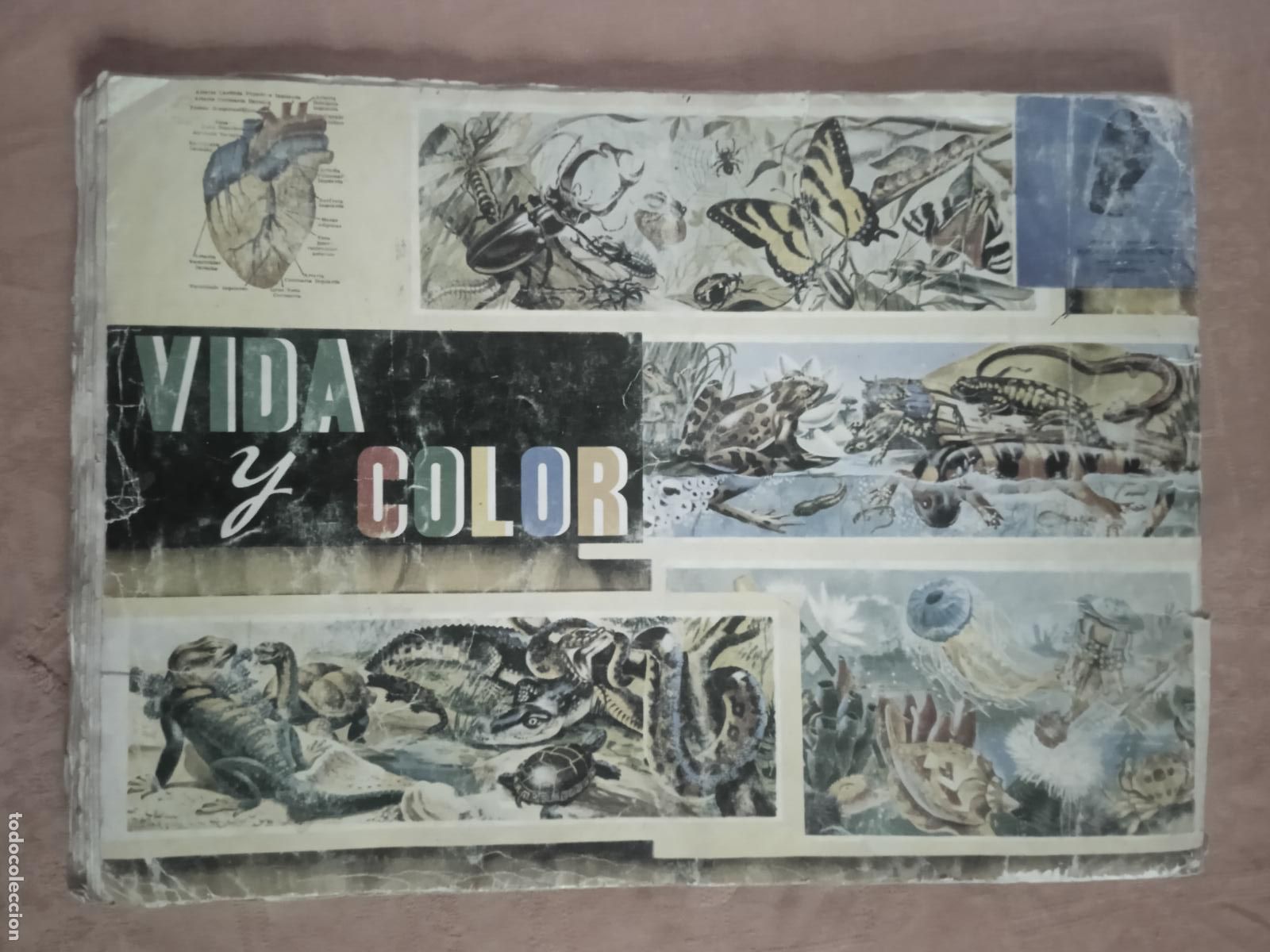 Coleccionismo &aacute;lbum: VIDA Y COLOR - COMPLETO - Foto 3