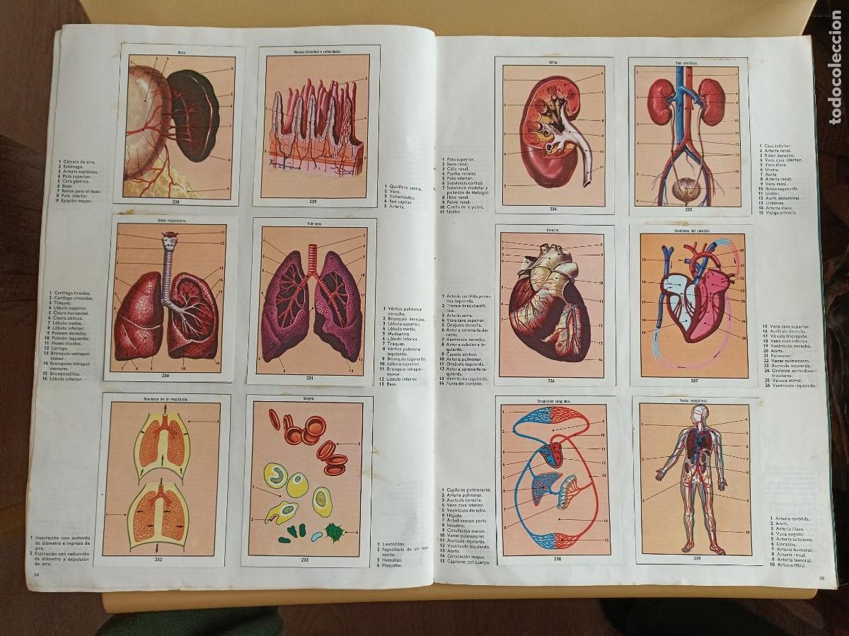 Coleccionismo &aacute;lbum: ciencias naturales 1 - Foto 12