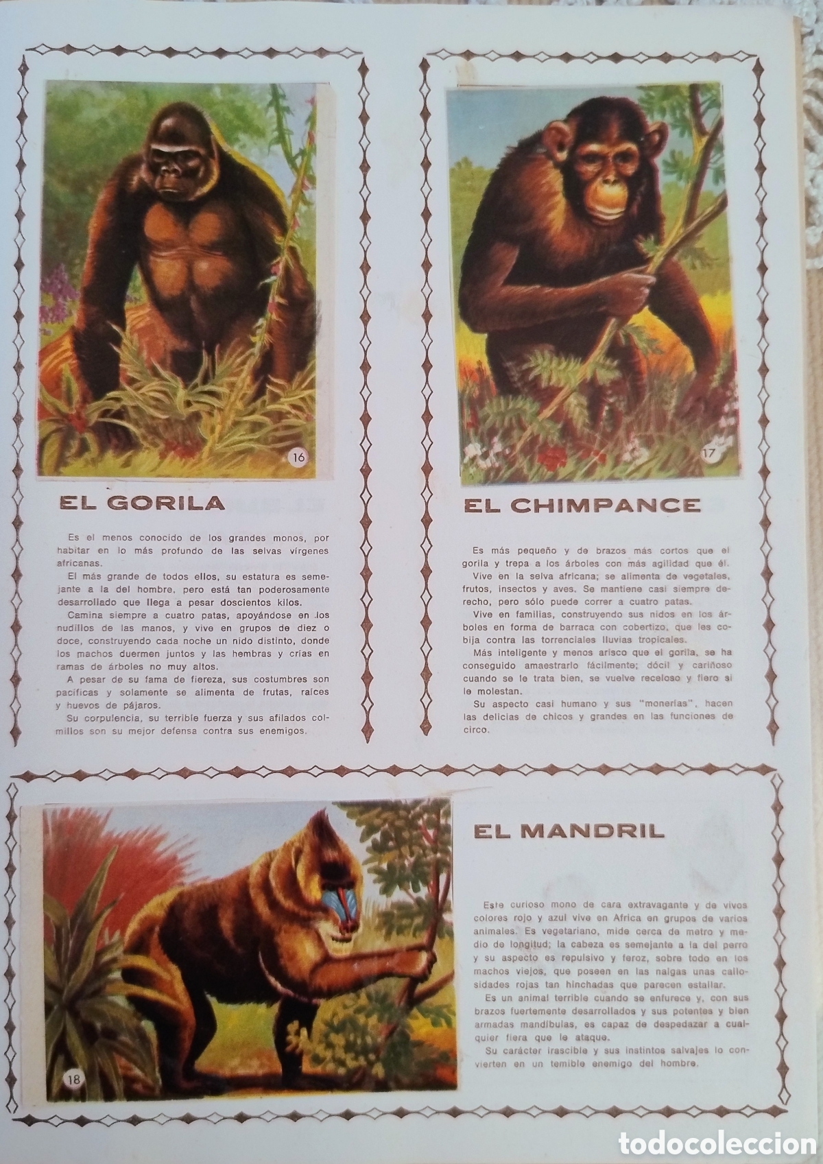 Coleccionismo &aacute;lbum: Album Los animales. 1966. COMPLETO - Foto 4