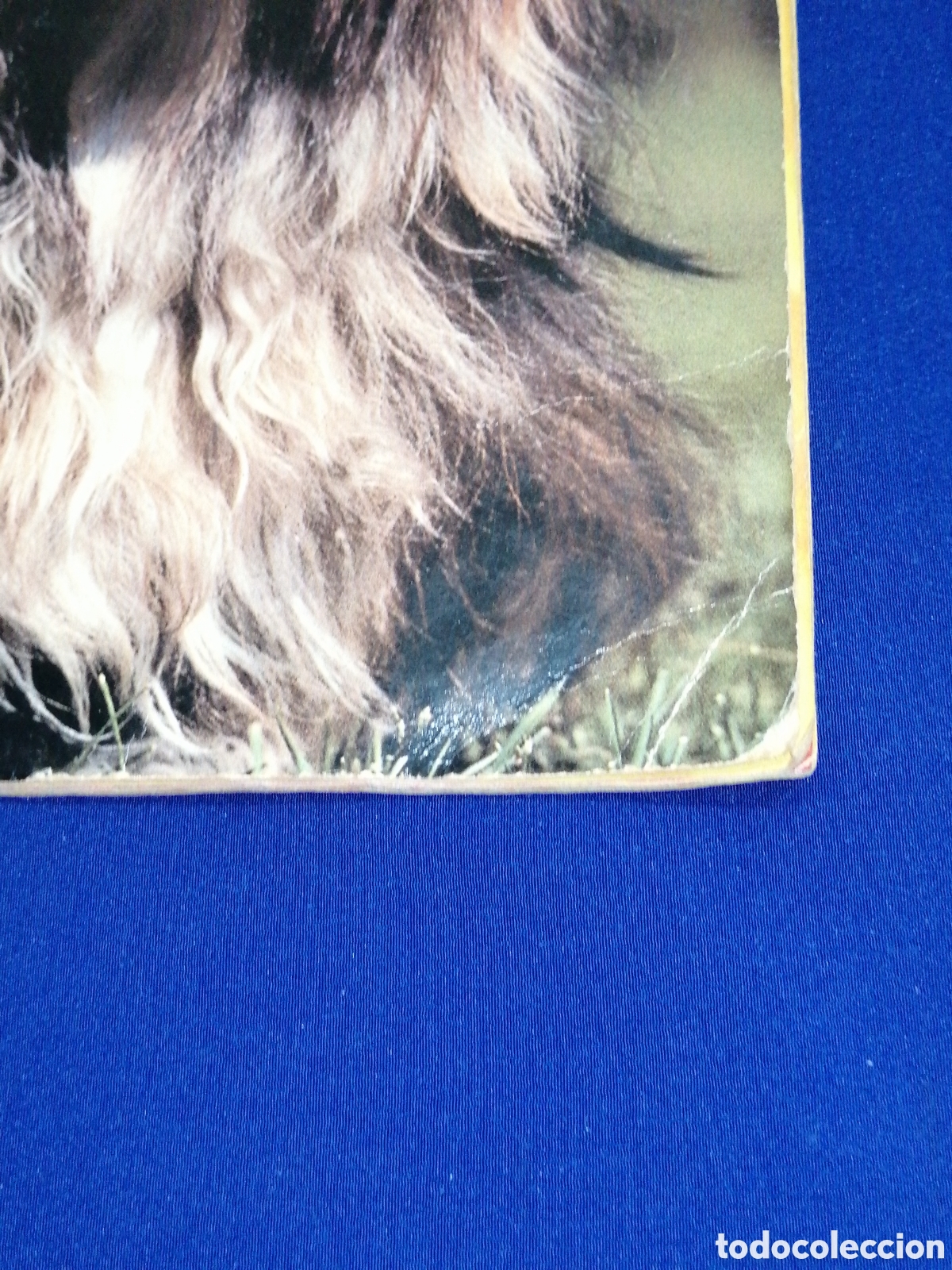 Coleccionismo &aacute;lbum: PERROS & GATOS PANINI - Foto 2