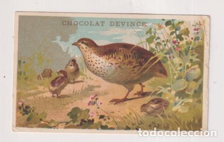 Coleccionismo &Aacute;lbum: Cromo-Postal (10,5x6,5 cm) Caille (Codorniz) Publicidad de Chocolate devince. Francia. Siglo XIX