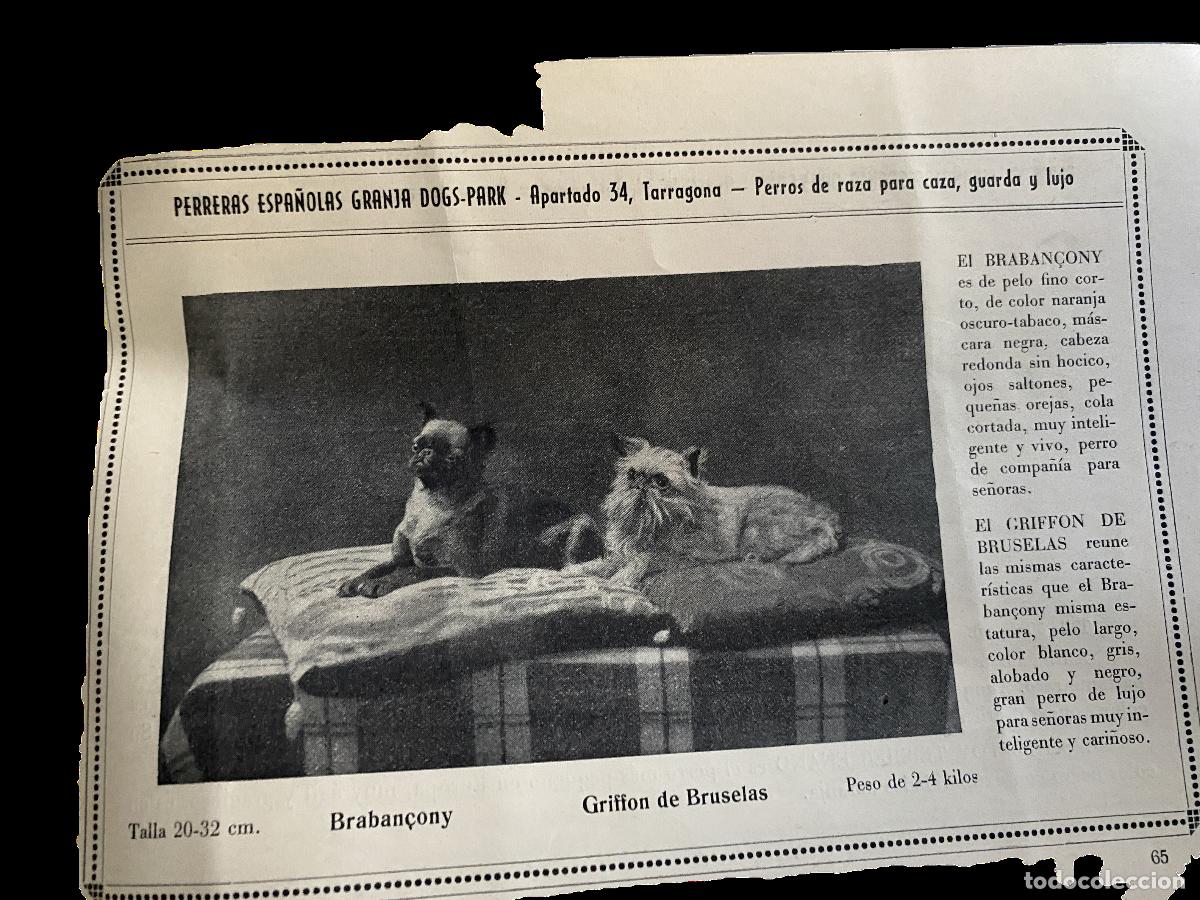 Coleccionismo &aacute;lbum: &Aacute;lbum general ilustrado de perros de raza - Foto 8
