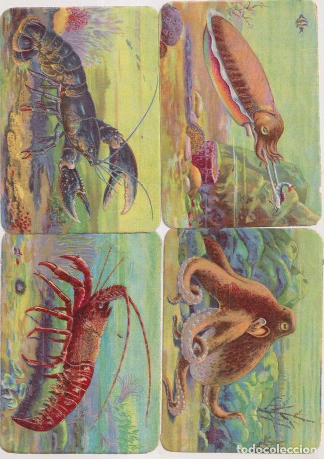 Coleccionismo &aacute;lbum: Lote de 4 Cromos (12x8,5 c) Kruger. Alemania. Brillo y relieve