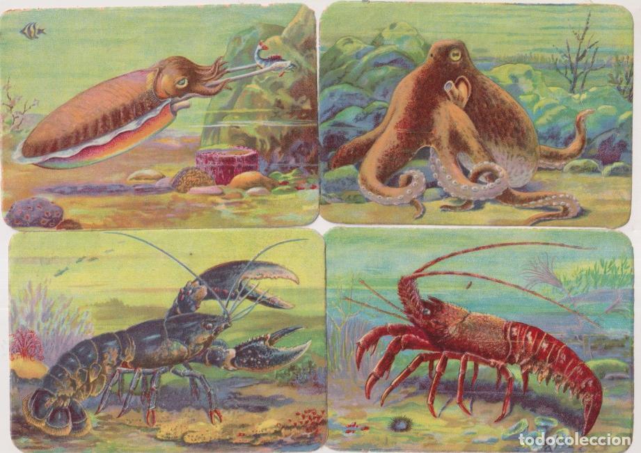 Coleccionismo &aacute;lbum: Lote de 4 Cromos (12x8,5 c) Kruger. Alemania. Brillo y relieve