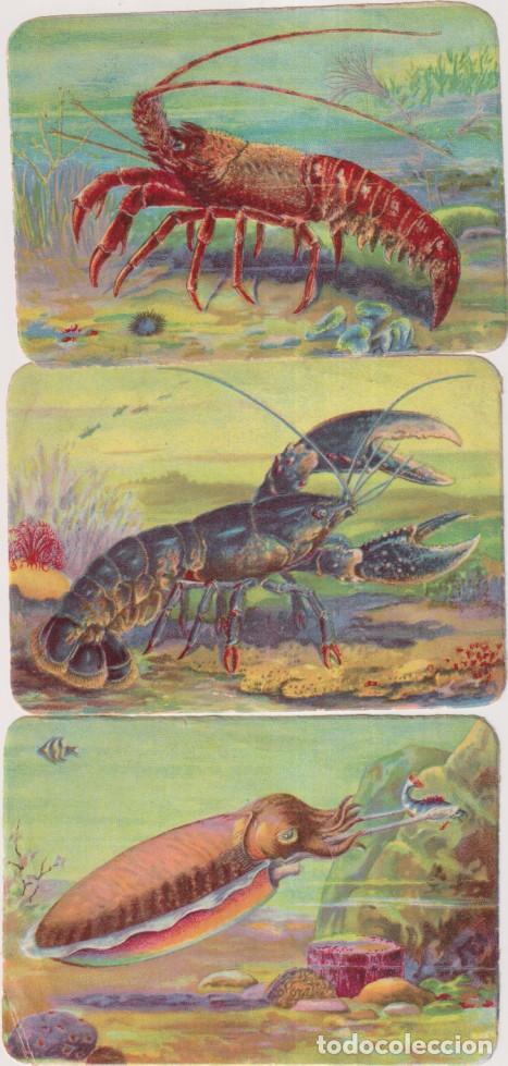 Coleccionismo &aacute;lbum: Lote de 3 Cromos (12x8,5 c) Kruger. Alemania. Brillo y relieve
