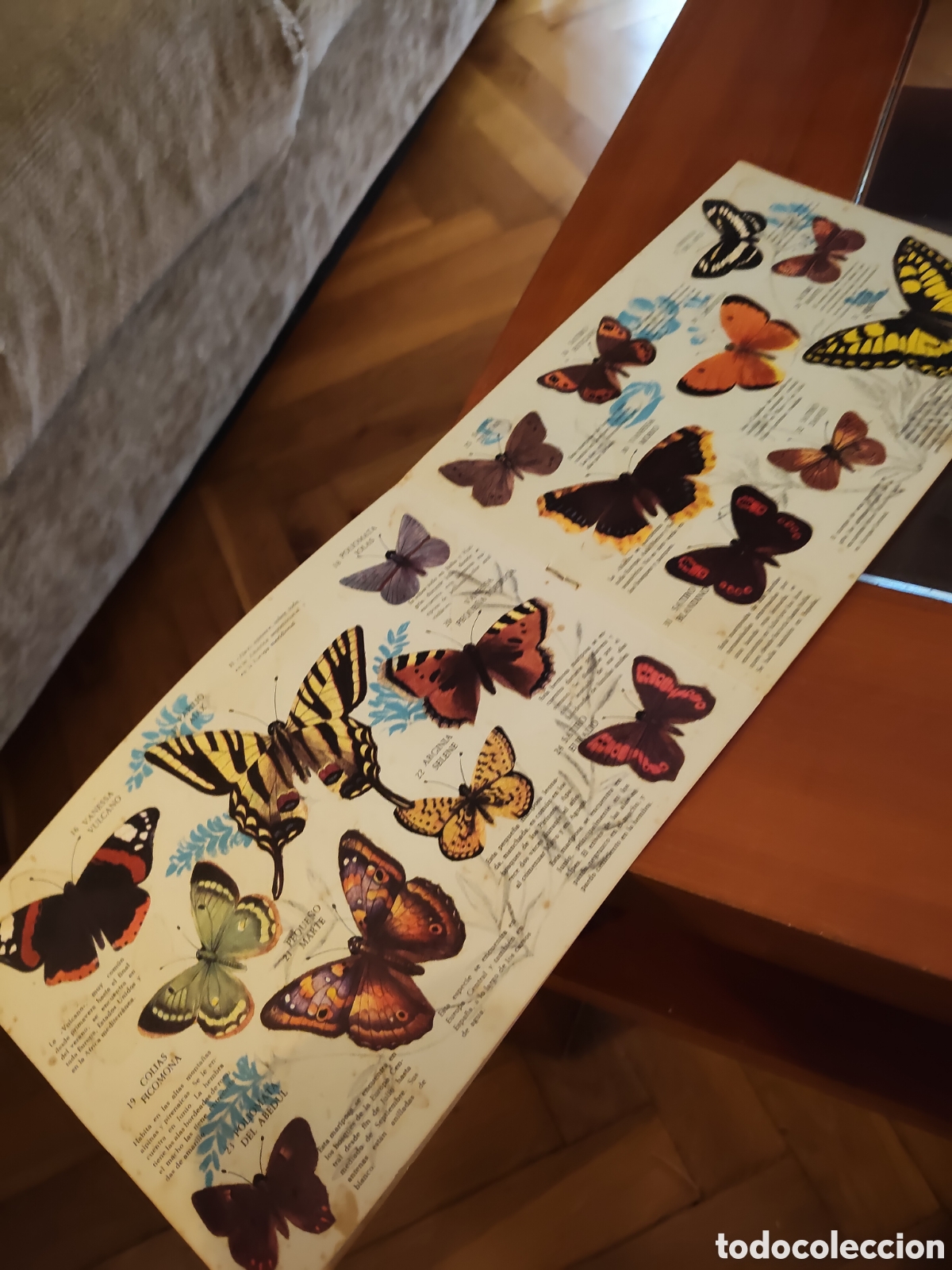 Coleccionismo &aacute;lbum: Coleccion Mariposas Panrico - Foto 3