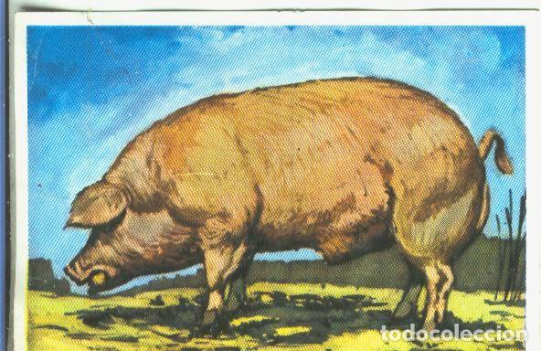 Collezionismo sportivo: Cromos: Historia Natural numero 347 - Varios