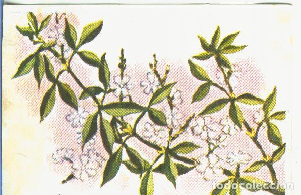 Colecionismo desportivo: Cromos: Historia Natural numero 448 - Varios