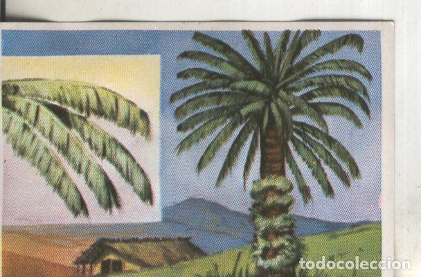 Colecionismo desportivo: Cromos: Historia Natural numero 397 - Varios