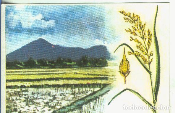 Collezionismo sportivo: Cromos: Historia Natural numero 457 - Varios