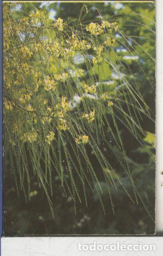 Colecionismo desportivo: Cromos: Arbres de Barcelona numero 29.B: Parquinsonia: flors i fulles - Varios