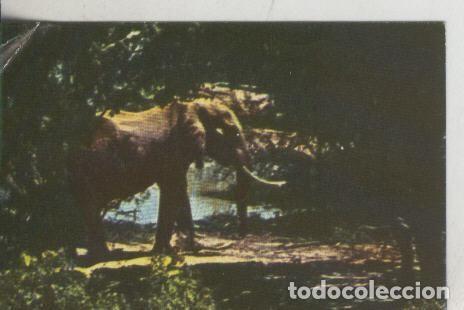 Collezionismo sportivo: Cromos: La Naturaleza y sus maravillas numero 182 - Varios