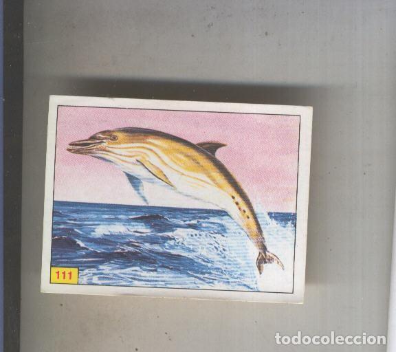 Collezionismo sportivo: Cromo Mamiferos de Panini numero 111 - Varios